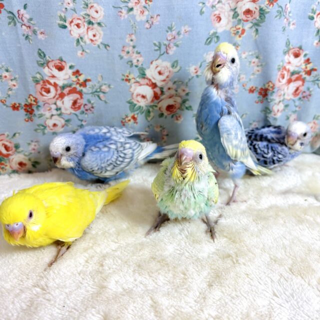 セキセイインコ 5羽ご紹介‪🦜‬‪🦜‬‪🦜‬‪🦜‬‪🦜‬