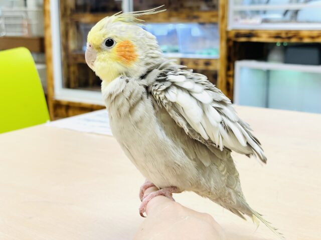 オカメインコ