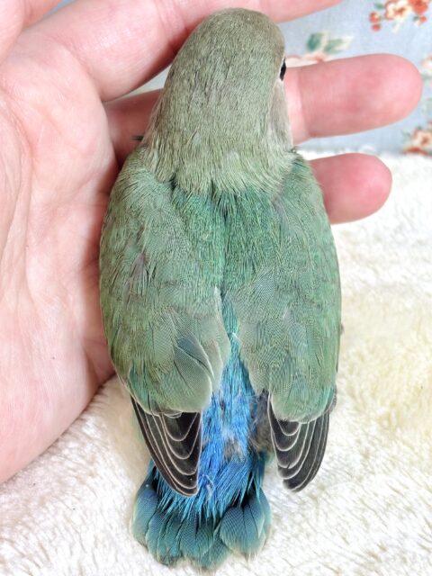 コザクラインコ（小桜インコ）