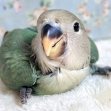 コザクラインコ  ブルーチェリー  🍀🍒´-