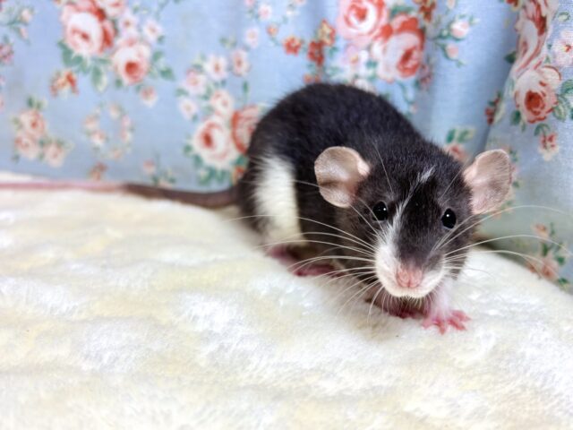 ファンシーラット