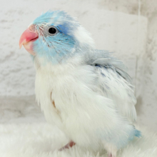 食いしん坊王子🐣👑マメルリハ(ヘビーパイドコバルト) 男の子 ヒナ