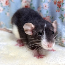 ファンシーラット  白×黒  男の子  🤍🖤 🐁⸒⸒✧*｡