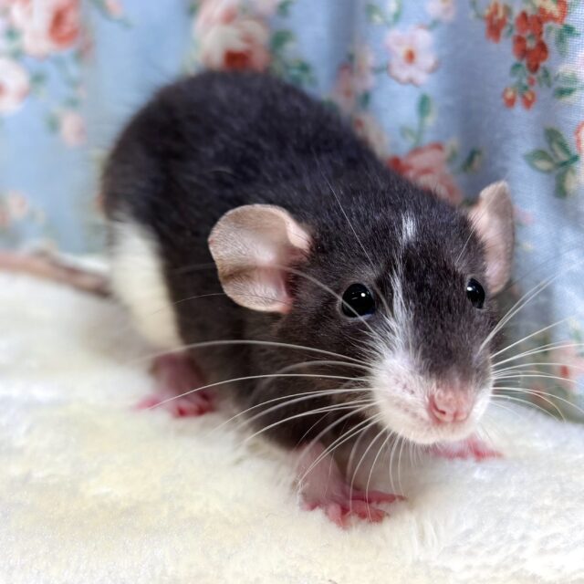 ファンシーラット 白×黒 男の子 🤍🖤 🐁⸒⸒✧*｡