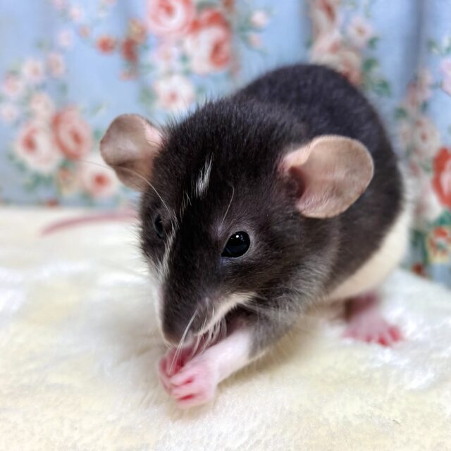 ファンシーラット