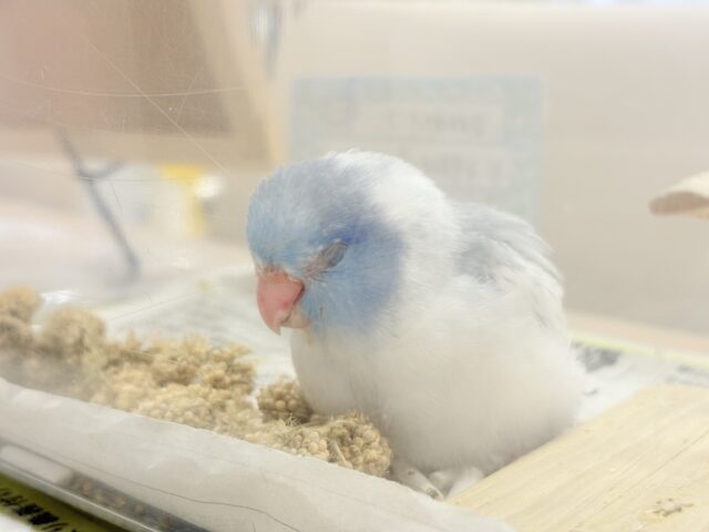 【カキカキ動画更新🪄】僕の秘密は背中にあるんだっ🫣🪽💞マメルリハ(マーブルパイドブルー) 男の子 ヒナ マメルリハ