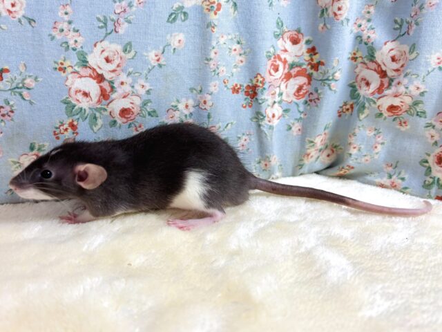 ファンシーラット