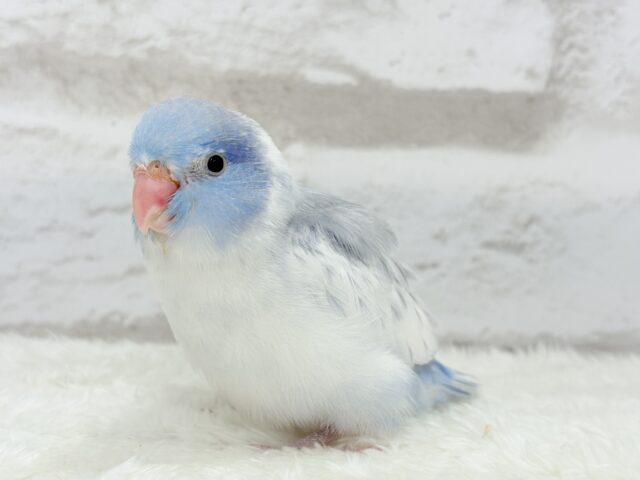 【カキカキ動画更新🪄】僕の秘密は背中にあるんだっ🫣🪽💞マメルリハ(マーブルパイドブルー) 男の子 ヒナ マメルリハ