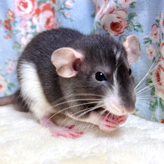 ファンシーラット