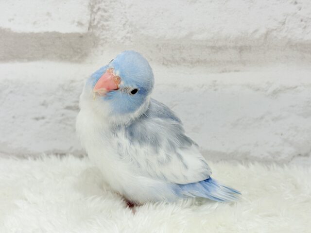 【カキカキ動画更新🪄】僕の秘密は背中にあるんだっ🫣🪽💞マメルリハ(マーブルパイドブルー) 男の子 ヒナ マメルリハ