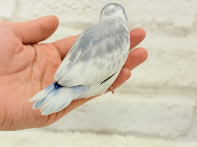 【カキカキ動画更新🪄】僕の秘密は背中にあるんだっ🫣🪽💞マメルリハ(マーブルパイドブルー) 男の子 ヒナ マメルリハ