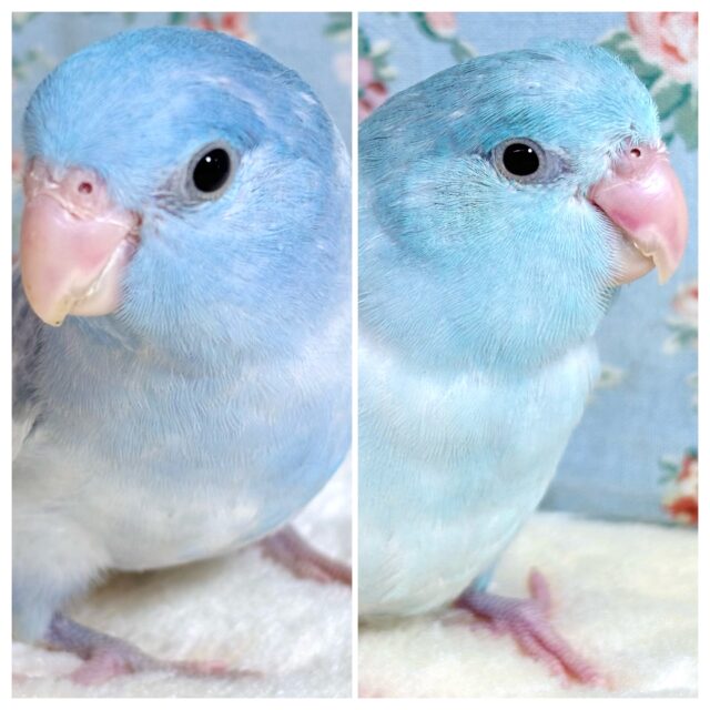 マメルリハ マーブルパイドブルー 2羽入舎𓂃🫧‪𓏸𓈒💜𓈒𓏸𓐍𓏸𓈒