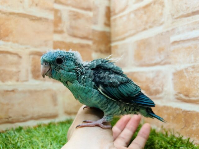 サザナミインコ