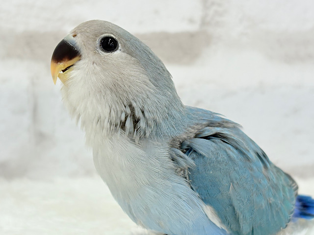 【最新画像更新🪄】広くて大きい海みたい🌊コザクラインコ(ブルー) ヒナ