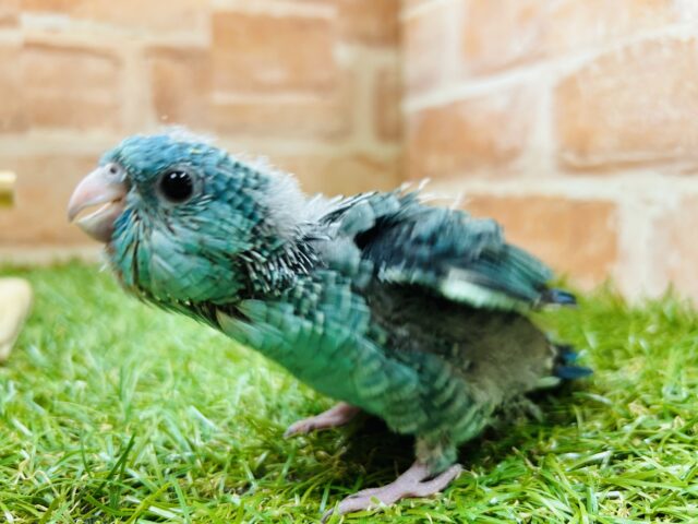 深めの青色が魅力的💙💙💙　サザナミインコ（ターコイズ）