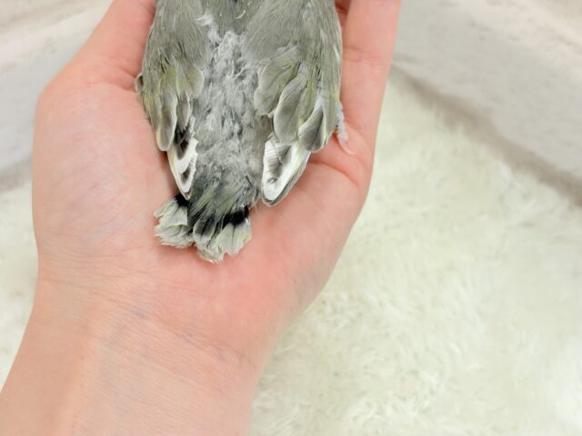 コザクラインコ（小桜インコ）