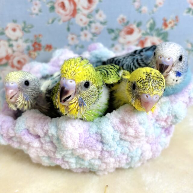 セキセイインコ4羽 晴れ間のなか来てくれました〜🔆｡°(⚈‚θ‚⚈)♡