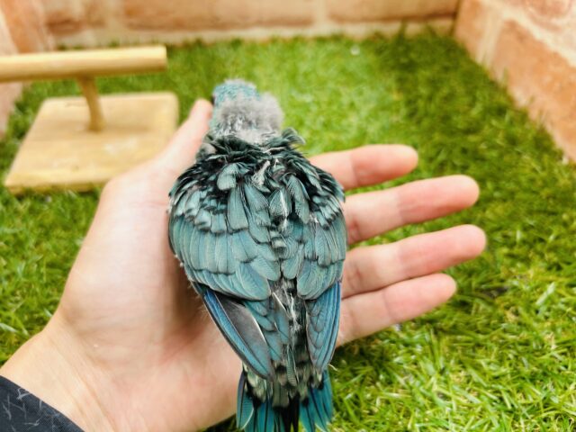サザナミインコ