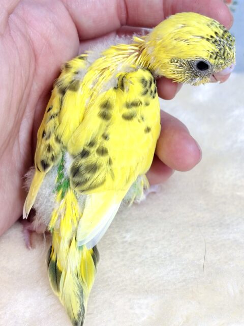 セキセイインコ