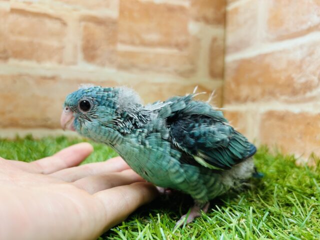 サザナミインコ