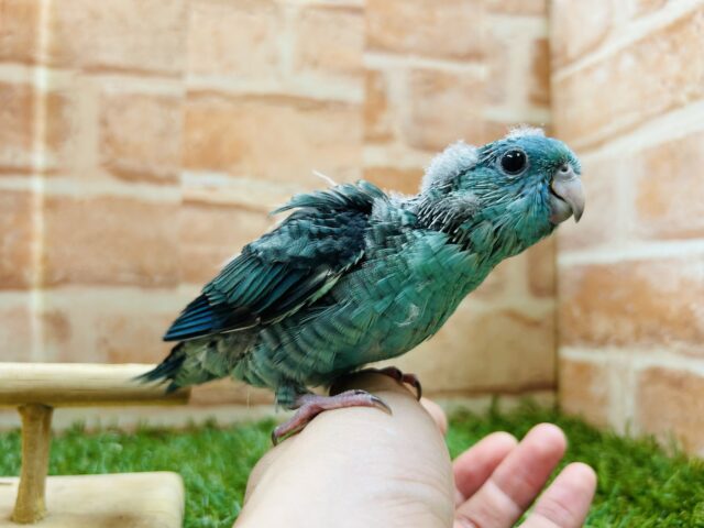 サザナミインコ