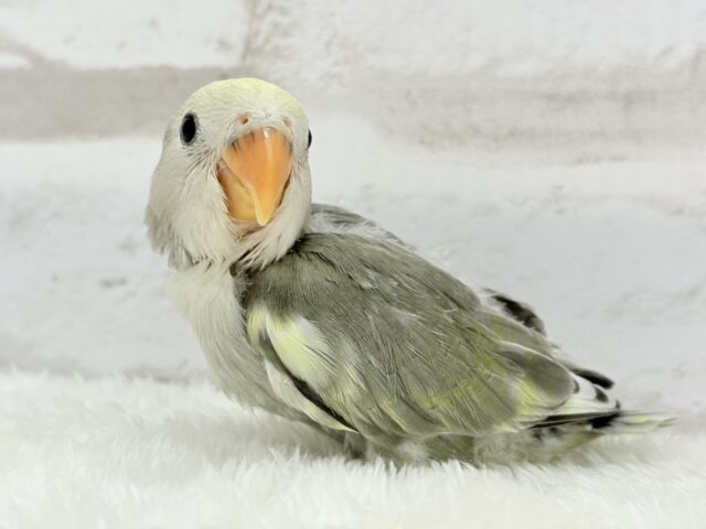 コザクラインコ（小桜インコ）