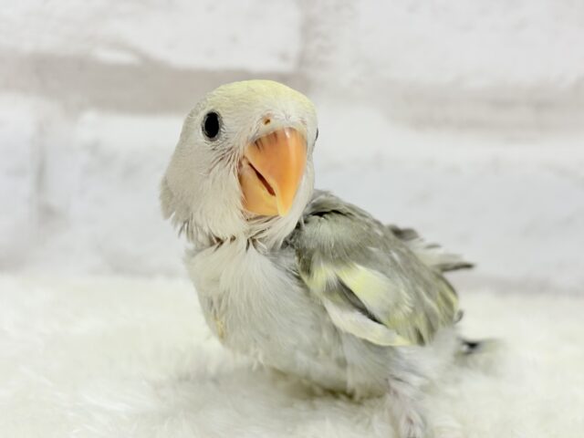 コザクラインコ（小桜インコ）