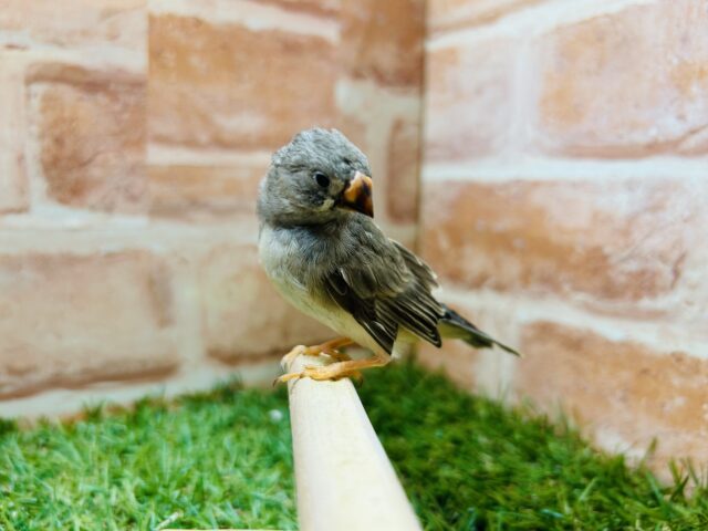 錦花鳥（キンカチョウ）