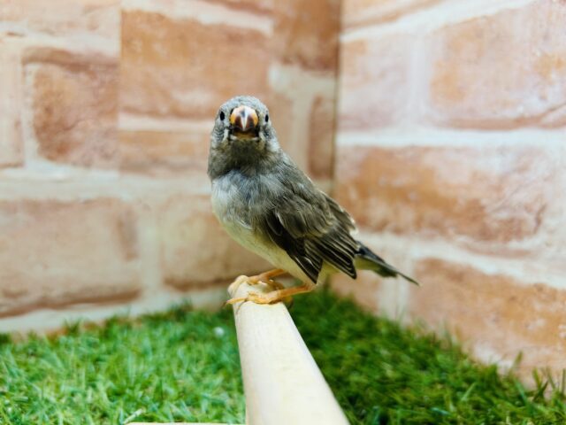 錦花鳥（キンカチョウ）