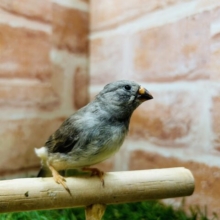 【☆最新画像更新☆】ミニミニ怪獣第三弾！！　キンカチョウ