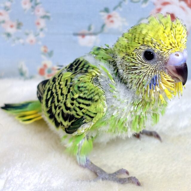 セキセイインコ