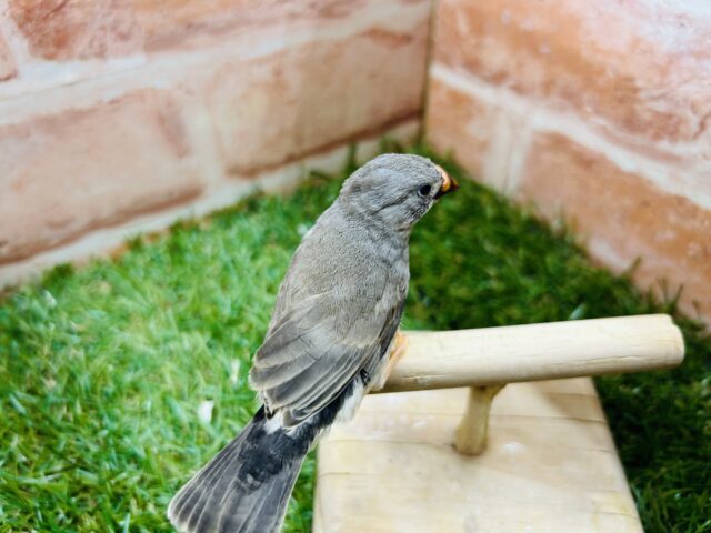 錦花鳥（キンカチョウ）