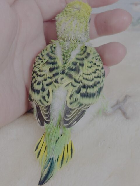 セキセイインコ