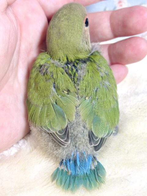 コザクラインコ（小桜インコ）