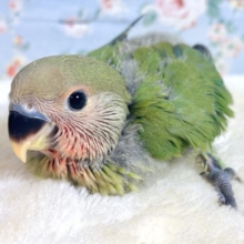 コザクラインコ  ノーマル  ⋆⸜💚⸝‍⋆