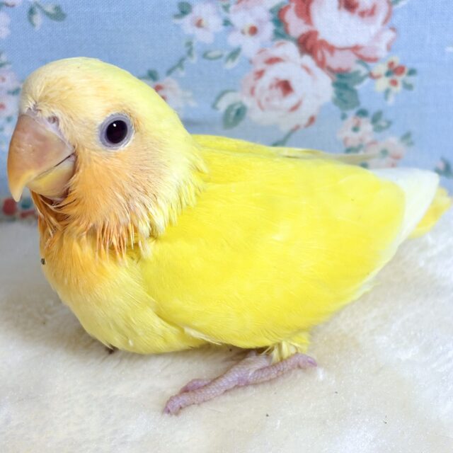 コザクラインコ ルチノー ⭐️❤️𓂃 𓈒