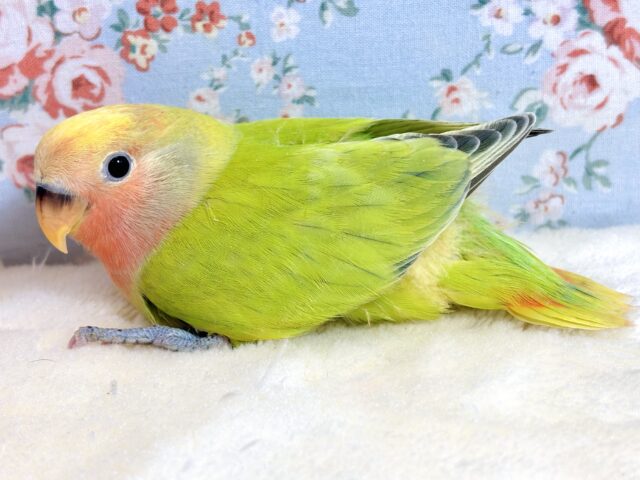 コザクラインコ（小桜インコ）