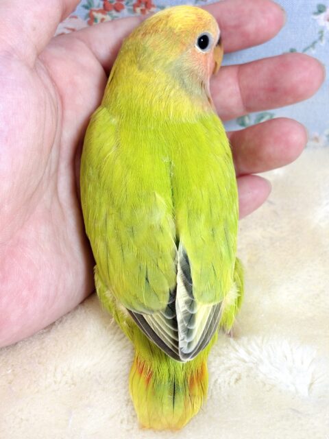 コザクラインコ（小桜インコ）