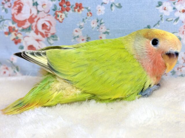 コザクラインコ（小桜インコ）