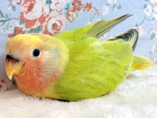 コザクラインコ（小桜インコ）