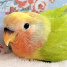 コザクラインコ  オパーリン  🧡🍀✧*｡