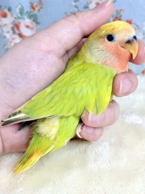 コザクラインコ（小桜インコ）