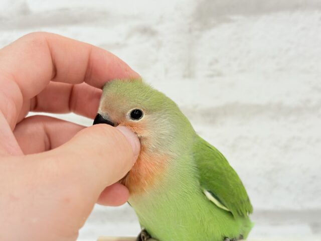 コザクラインコ（小桜インコ）