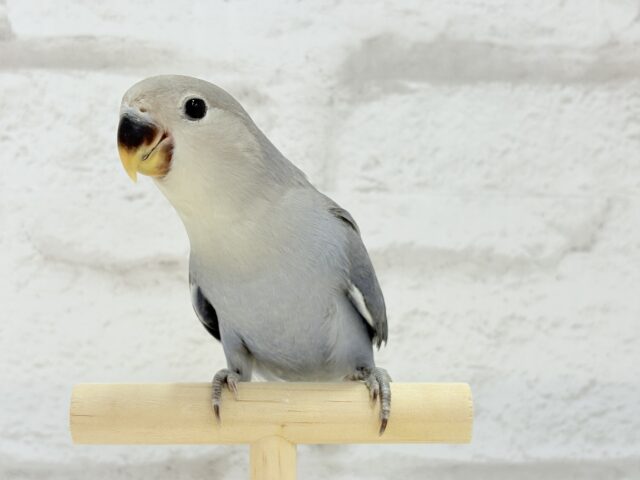 【最新画像・動画更新🪄】大人っぽいカラーの魅力ってたくさんあるよね♡コザクラインコ(バイオレット) ヒナ コザクラインコ(小桜インコ)