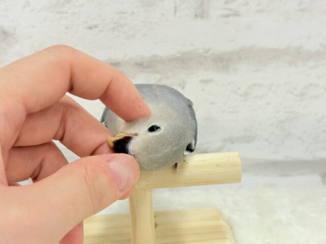 【最新画像・動画更新🪄】大人っぽいカラーの魅力ってたくさんあるよね♡コザクラインコ(バイオレット) ヒナ コザクラインコ(小桜インコ)