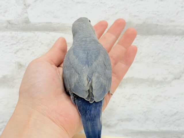 【最新画像・動画更新🪄】大人っぽいカラーの魅力ってたくさんあるよね♡コザクラインコ(バイオレット) ヒナ コザクラインコ(小桜インコ)