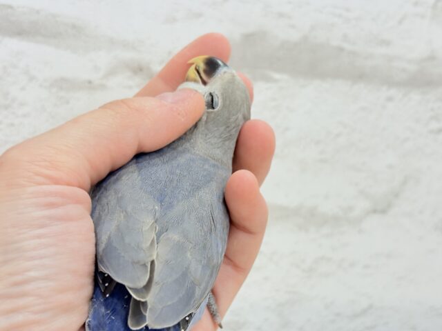 【最新画像・動画更新🪄】大人っぽいカラーの魅力ってたくさんあるよね♡コザクラインコ(バイオレット) ヒナ コザクラインコ(小桜インコ)