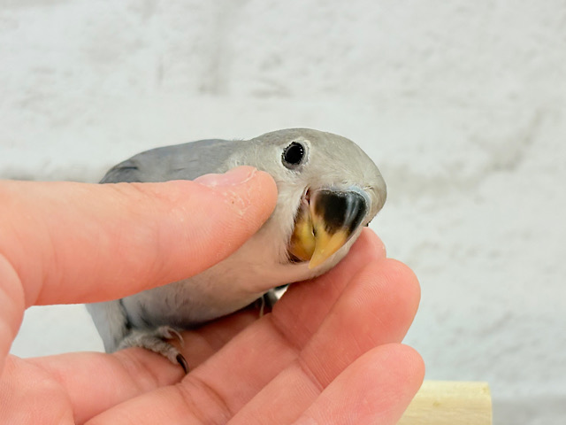 【最新画像・動画更新🪄】大人っぽいカラーの魅力ってたくさんあるよね♡コザクラインコ(バイオレット) ヒナ