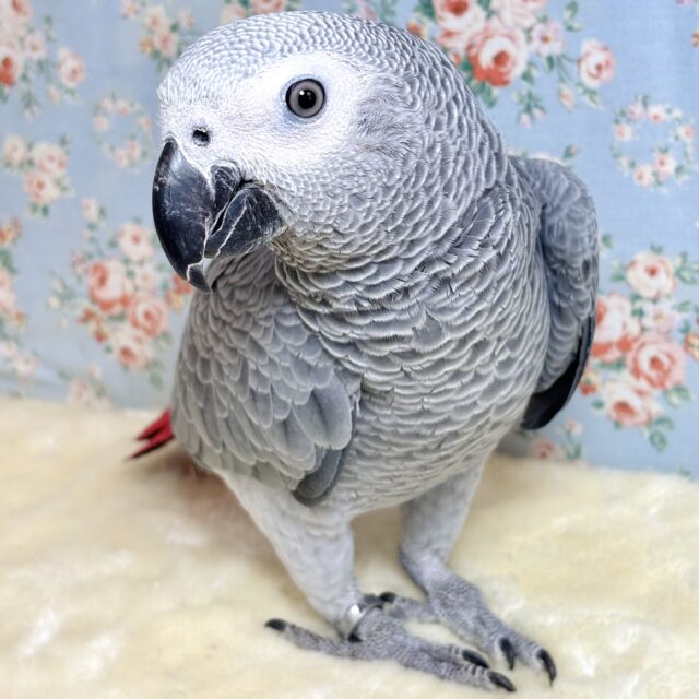 ヨウム 女の子🎀🩶🩶‪( •̀θ•́ )✧