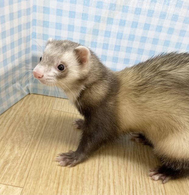 最新画像有ります🌟爆睡❤️マーシャルフェレットさん🍖 フェレット